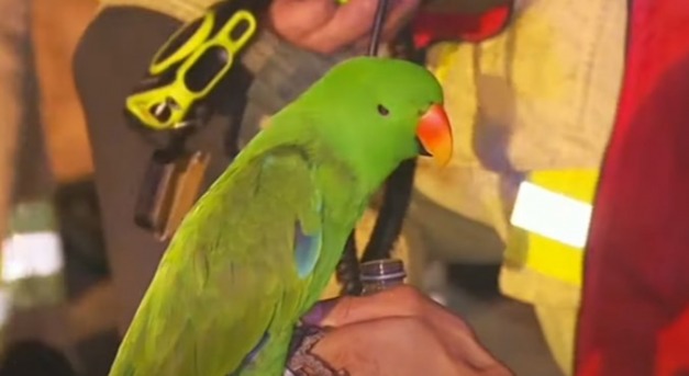 Papagája megmentette az életét